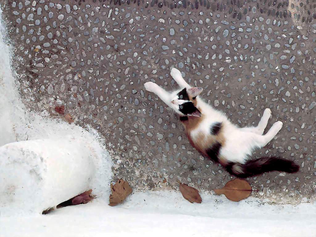 Gatti (228)
